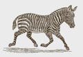 Running plains zebra in side view