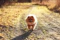 Running pomeranian dog. Cute dog