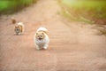 Running pomeranian dog on the road. young healthy happy.