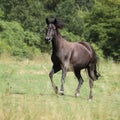Running pony on pasturage Royalty Free Stock Photo