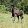 Running pony on pasturage