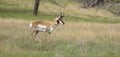 Running pronghorn on high grass Royalty Free Stock Photo