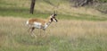 Running pronghorn on high grass