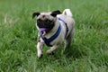 Running pug Royalty Free Stock Photo