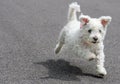 Running Puppy Royalty Free Stock Photo