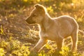 Running puppy dog. Close up portrait