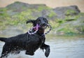 Running puppy dog Royalty Free Stock Photo