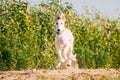 Running Puppy Of Russian Wolfhound Hunting Sighthound Russkaya Psovaya Borzaya Dog