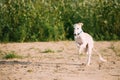 Running Puppy Of Russian Wolfhound Hunting Sighthound Russkaya Psovaya Borzaya Dog Royalty Free Stock Photo