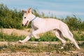 Running Puppy Of Russian Wolfhound Hunting Sighthound Russkaya Psovaya Royalty Free Stock Photo
