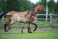 Running purebred akhalteke dam with foal in the paddock