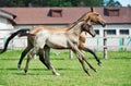 Running purebred akhalteke dam with foal in the paddock