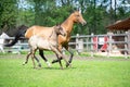 Running purebred akhalteke dam with foal in the paddock