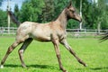 Running purebred akhalteke foal in the grass paddock