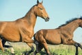 Running purebred akhateke dam with foal in meadow