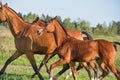 Running purebred akhateke foals with dam in meadow