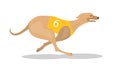 Running purebred dog in coursing dress. Dog racing concept.