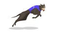 Running purebred dog in coursing dress. Dog racing concept.