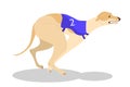 Running purebred dog in coursing dress. Dog racing concept.