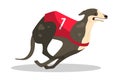 Running purebred dog in coursing dress. Dog racing concept.