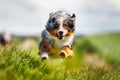 Running purebred dog Royalty Free Stock Photo