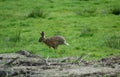 Running rabbit Royalty Free Stock Photo