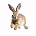 running rabbit isolated on white background, running bunny rabbit isolated on white background png Royalty Free Stock Photo