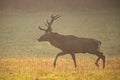 Running red deer, cervus elaphus, stag in the early morning light. Royalty Free Stock Photo