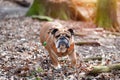 Running Red English British Bulldog in orange harness shaking head  out for a walk  in forest on spring sunny day Royalty Free Stock Photo