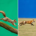A running red fox (Vulpes vulpes) is captured on grass with a blue sky Royalty Free Stock Photo