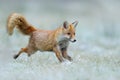 Running Red Fox, Vulpes vulpes, at snow winter