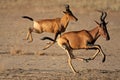 Running red hartebeest Royalty Free Stock Photo