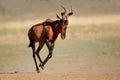 Running red hartebeest Royalty Free Stock Photo