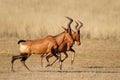 Running red hartebeest Royalty Free Stock Photo