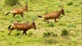 Running red hartebeest