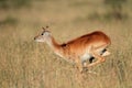 Running red lechwe antelope