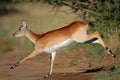 Running red lechwe antelope