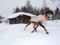 Running reindeer waiting for Santa Claus Royalty Free Stock Photo