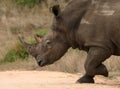 Running Rhino Royalty Free Stock Photo