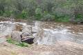 Running River Royalty Free Stock Photo