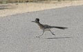 Running Road Runner Royalty Free Stock Photo