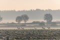 Running roe deers in a foggy sunrise over a field with deciduous trees in a row in the Czech Republic