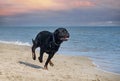 running rottweiler on the beach Royalty Free Stock Photo