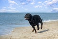 running rottweiler on the beach Royalty Free Stock Photo