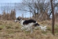 Running russian borzoi dog Royalty Free Stock Photo