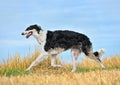 Running russian borzoi dog Royalty Free Stock Photo