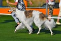 Running russian hunting sighthound dog Royalty Free Stock Photo