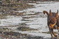 Running russian toy terrier dog on the beach Holbox Mexico Royalty Free Stock Photo