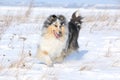 Running Scotch Collie In Winter Royalty Free Stock Photo
