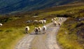 Running sheep